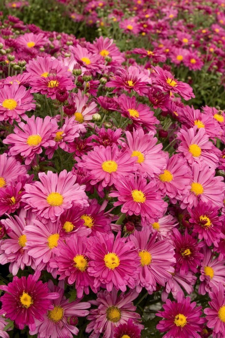 Mammoth Lavender Daisy Garden Mum - Image 3