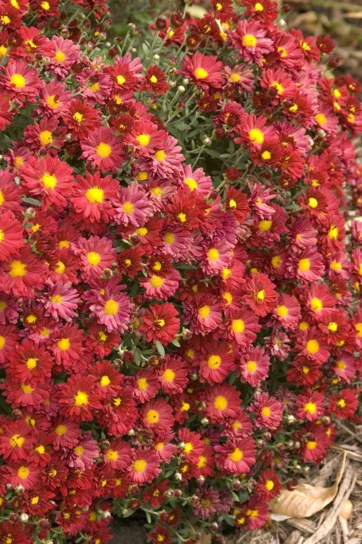Mammoth Red Daisy Garden Mum