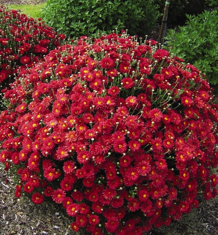Mammoth Red Daisy Garden Mum - Image 2