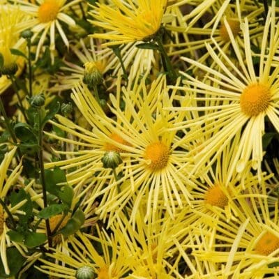 Mammoth Yellow Quill Daisy Garden Mum