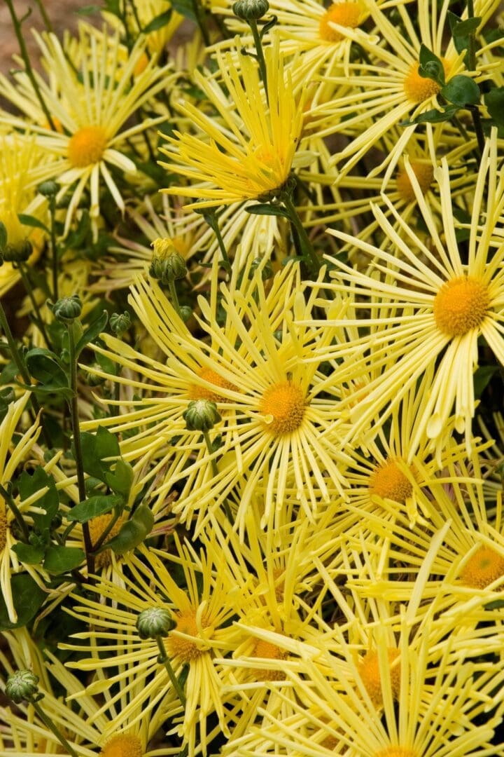 Mammoth Yellow Quill Daisy Garden Mum