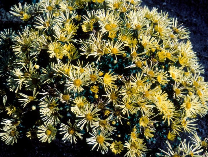 Mammoth Yellow Quill Daisy Garden Mum - Image 2