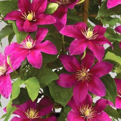 Acropolis Boulevard Clematis