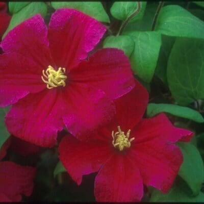 Barbara Harrington Clematis