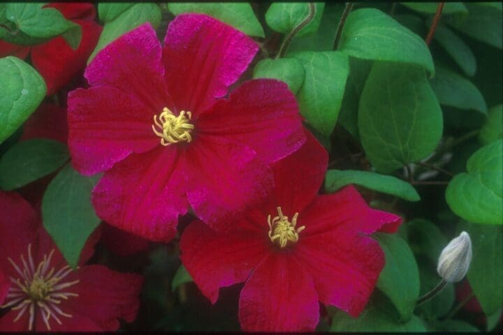 Barbara Harrington Clematis