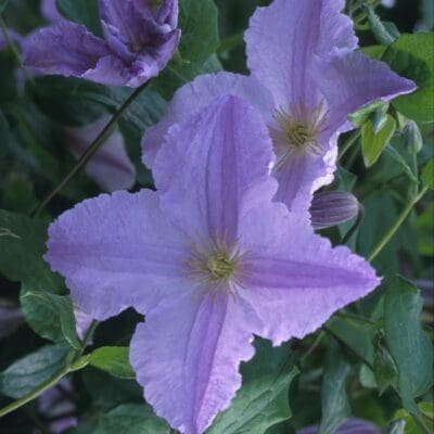 Blue Angel Clematis