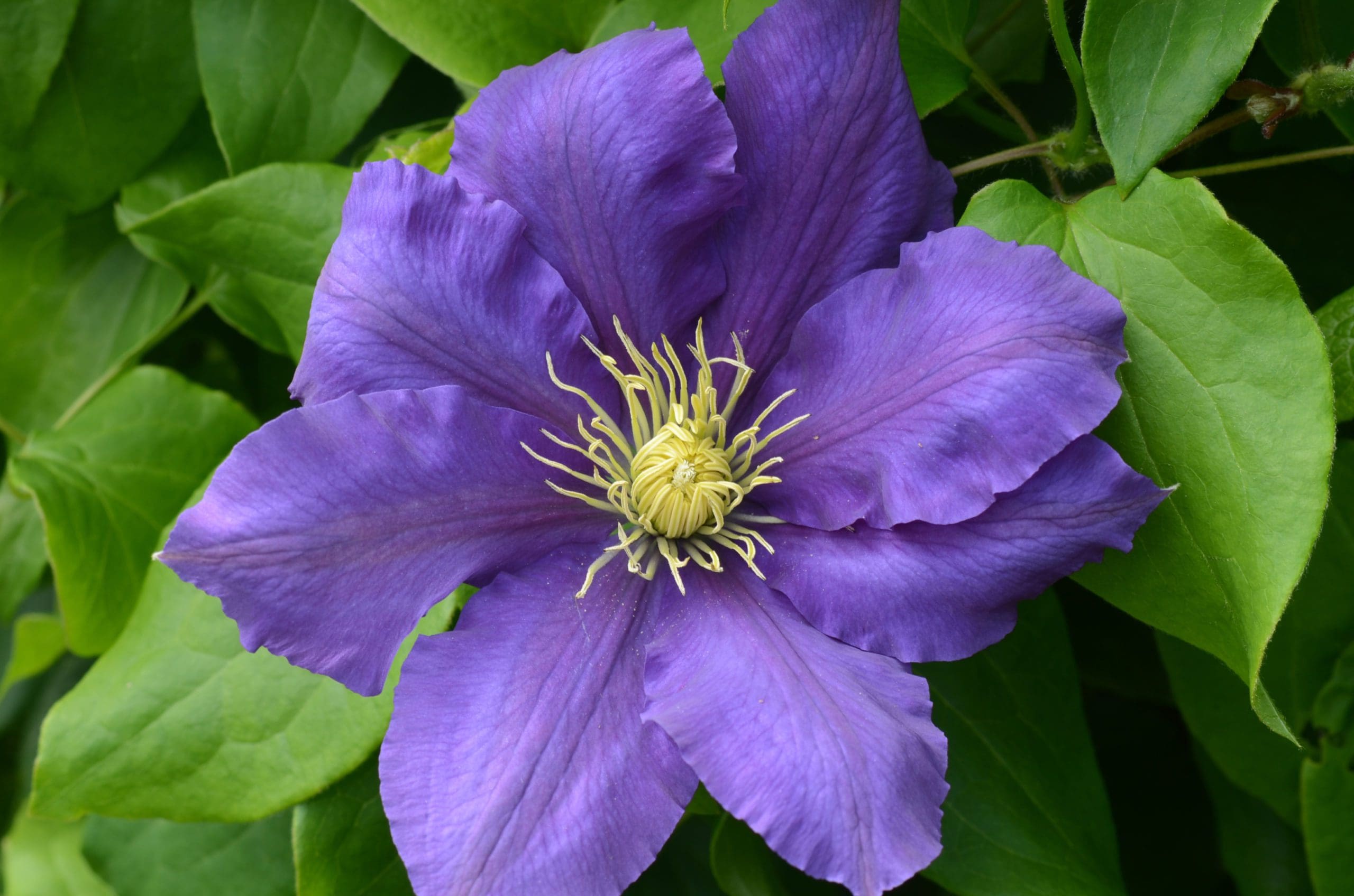 Chevalier Boulevard Clematis Pahl�s Market Apple