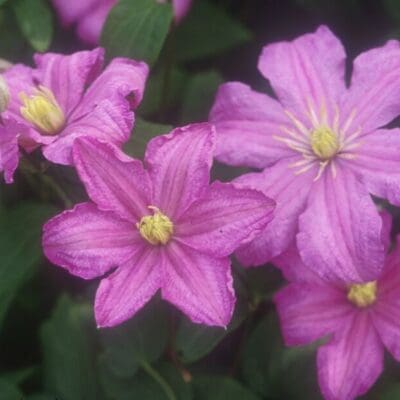 Comtesse De Bouchaud Clematis