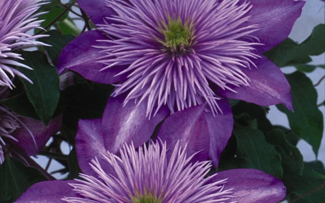 Crystal Fountain Regal Clematis