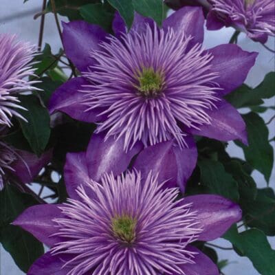 Crystal Fountain Regal Clematis