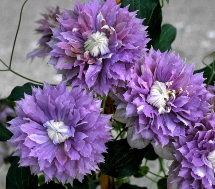 Diamantina Regal Clematis