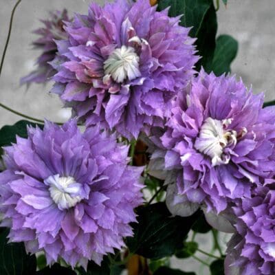 Diamantina Regal Clematis