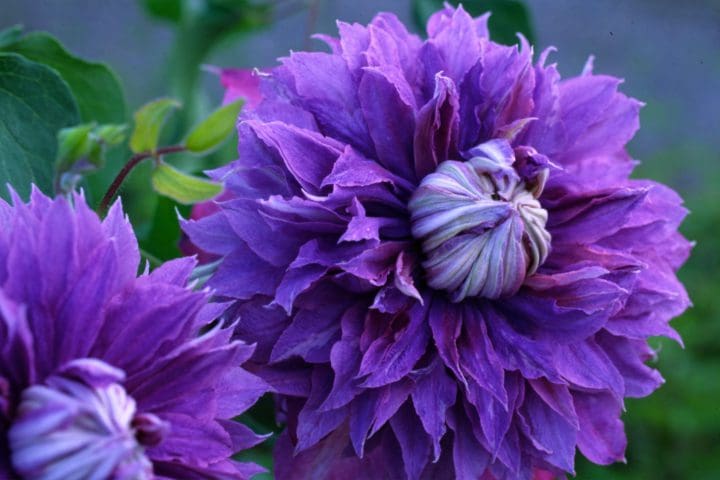 Diamantina Regal Clematis - Image 2