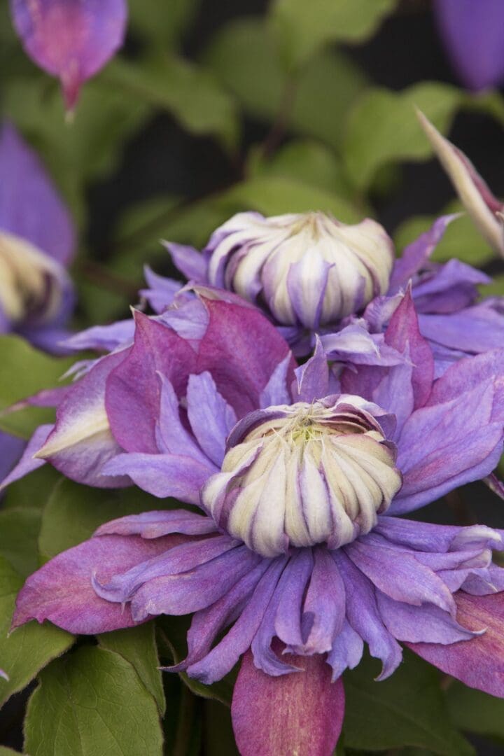 Diamantina Regal Clematis - Image 3