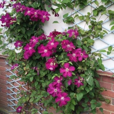 Ernest Markham Clematis