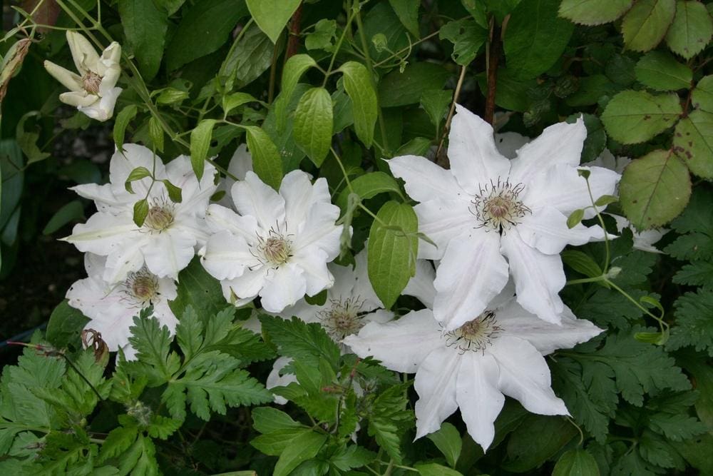 Hyde Hall Clematis