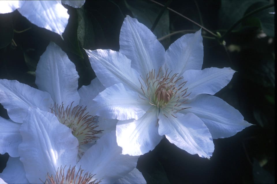 Hyde Hall Clematis - Image 2