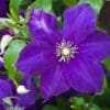 Jackmanii Clematis
