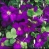 Jackmanii Clematis - Image 2
