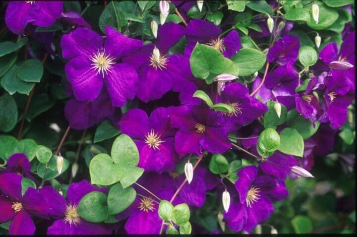 Jackmanii Clematis - Image 2