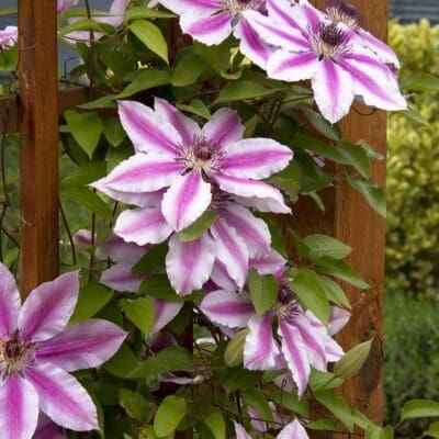 Nelly Moser Clematis