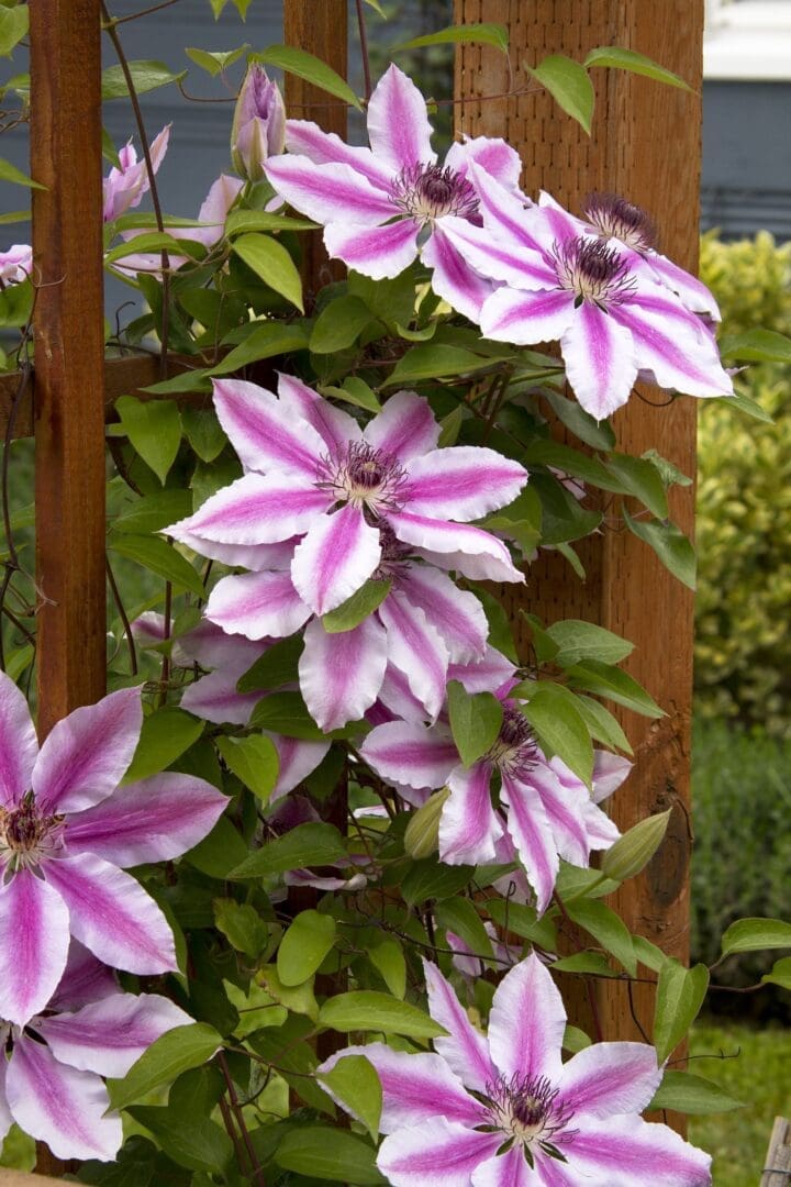 Nelly Moser Clematis