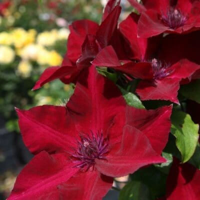 Nubia Boulevard Clematis