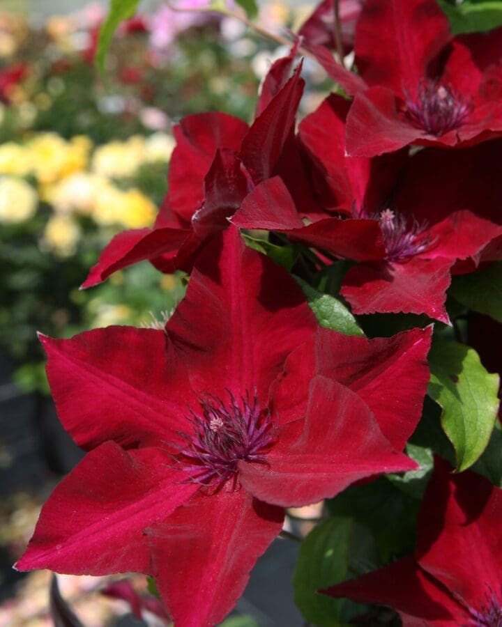 Nubia Boulevard Clematis