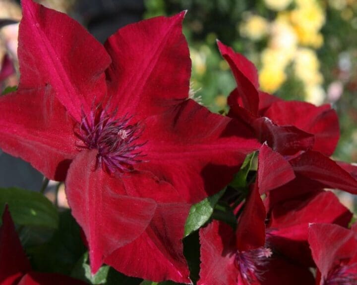 Nubia Boulevard Clematis - Image 3