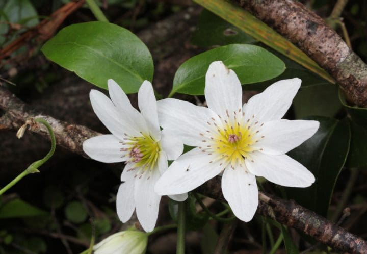 Paniculata Clematis