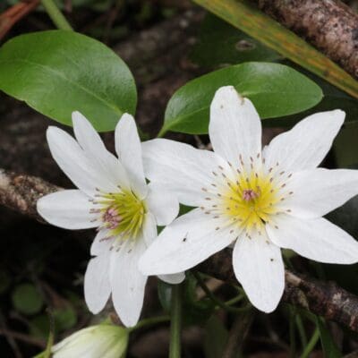 Paniculata Clematis