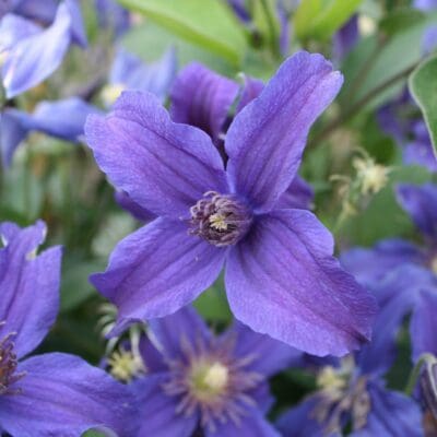 Sapphire Indigo Clematis