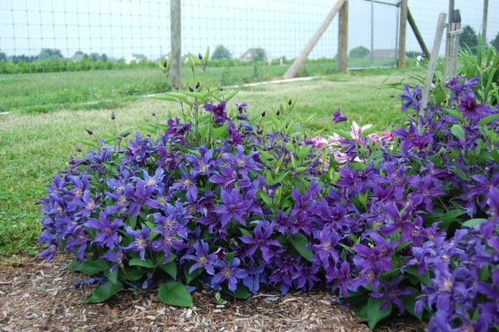 Sapphire Indigo Clematis - Image 2