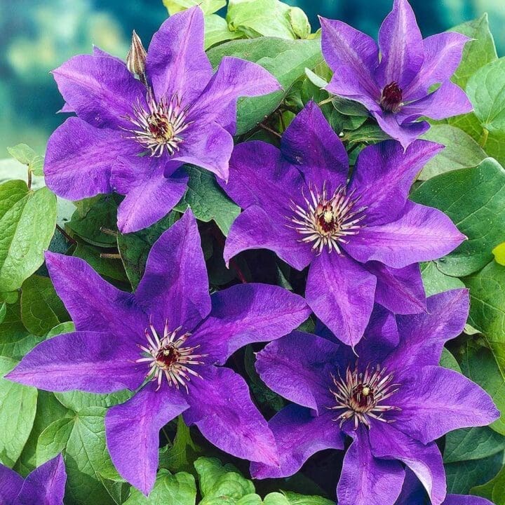 The President Clematis