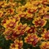 Lil Bang Daybreak Coreopsis