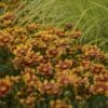 Lil Bang Daybreak Coreopsis - Image 2