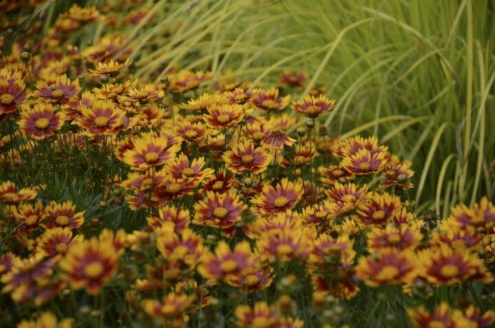 Lil Bang Daybreak Coreopsis - Image 2