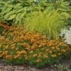 Lil Bang Daybreak Coreopsis - Image 3