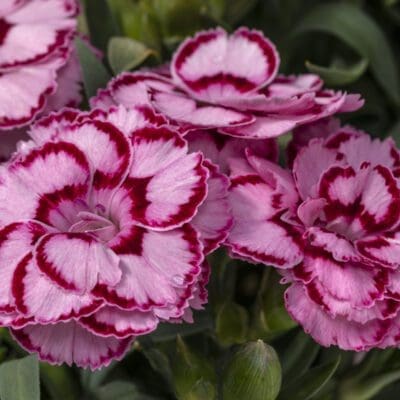 Perennial_Dianthus Constant Beauty Crush Pink