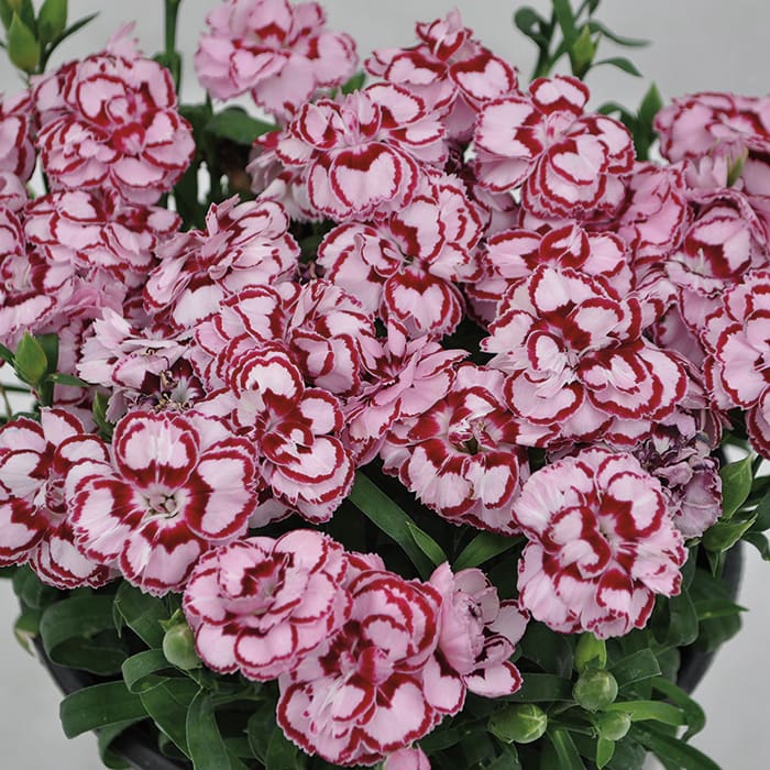 Perennial_Dianthus Constant Beauty Crush Pink2