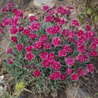 Perennial_Dianthus Everlast Burgundy Blush3