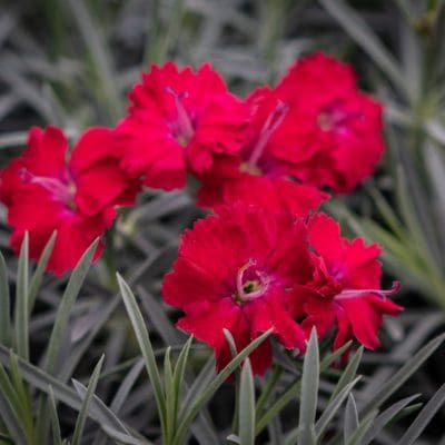 Perennial_Dianthus Mountain Frost Red Garnet