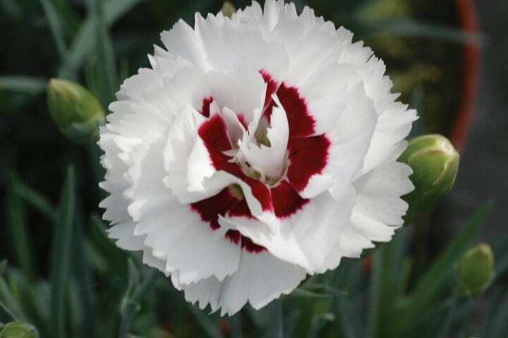 Scent First Coconut Surprise Dianthus