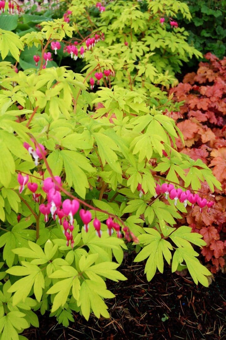 Gold Heart Bleeding Heart - Image 2