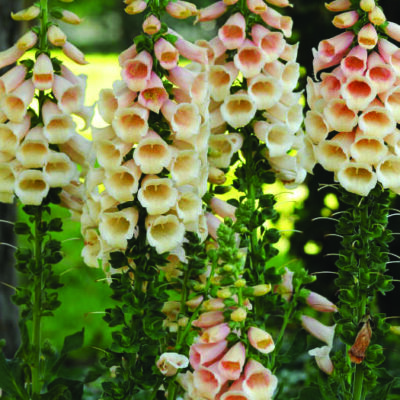 Dalmatian Peach Foxglove