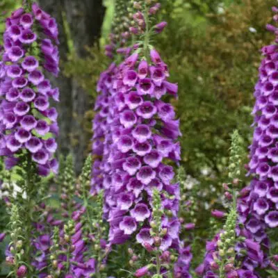 Dalmatian Purple Foxglove