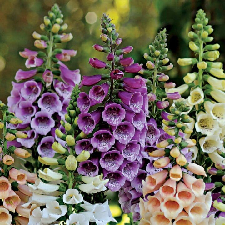 Dalmatian Purple Foxglove - Image 3