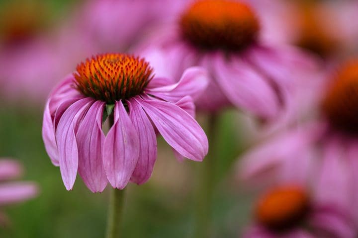 Echinacea PowWow Wild Berry (Sun) - Image 3
