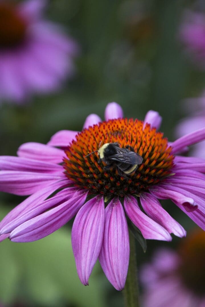 Ruby Star Coneflower