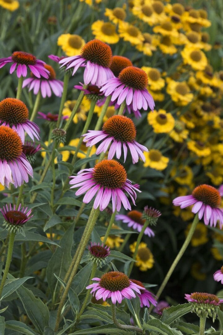 Ruby Star Coneflower - Image 2